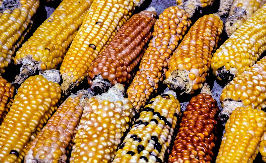 Corn from a fall harvest in Guatemala.