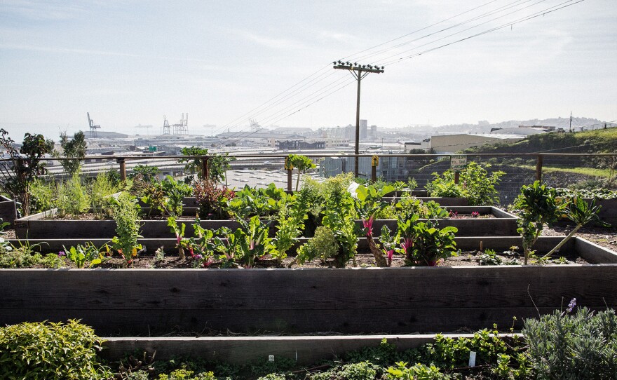 The community garden in the public housing complex in Potrero Hill overlooks the bay.