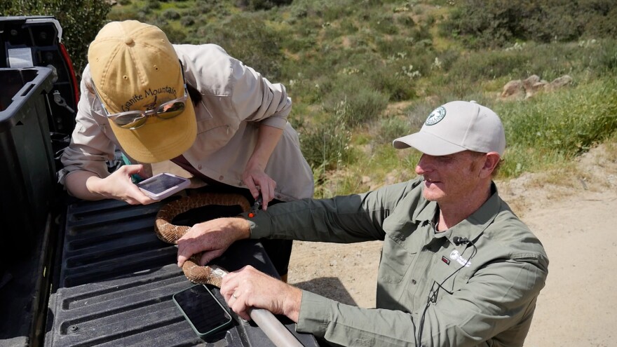 San Diego State University graduate student Emma McAndrews activating a tracking device on a red diamondback rattlesnake as San Diego Zoo Wildlife Alliance conservation specialist Jeff Lemm holds the snake down, March 13, 2024.