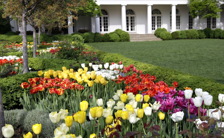 Tulips add an annual burst of color during spring in the White House Rose Garden.