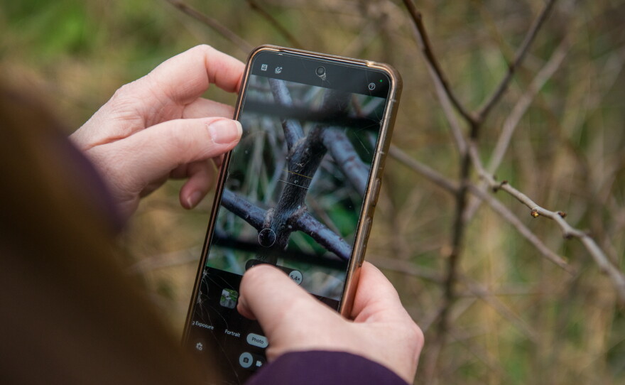A tour participant photographs the tiny white eggs of the rare brown hairstreak butterfly. Research indicates that the hairstreak may benefit from beavers nibbling on blackthorn, which encourages the new growth on which the butterflies prefer to lay their eggs.