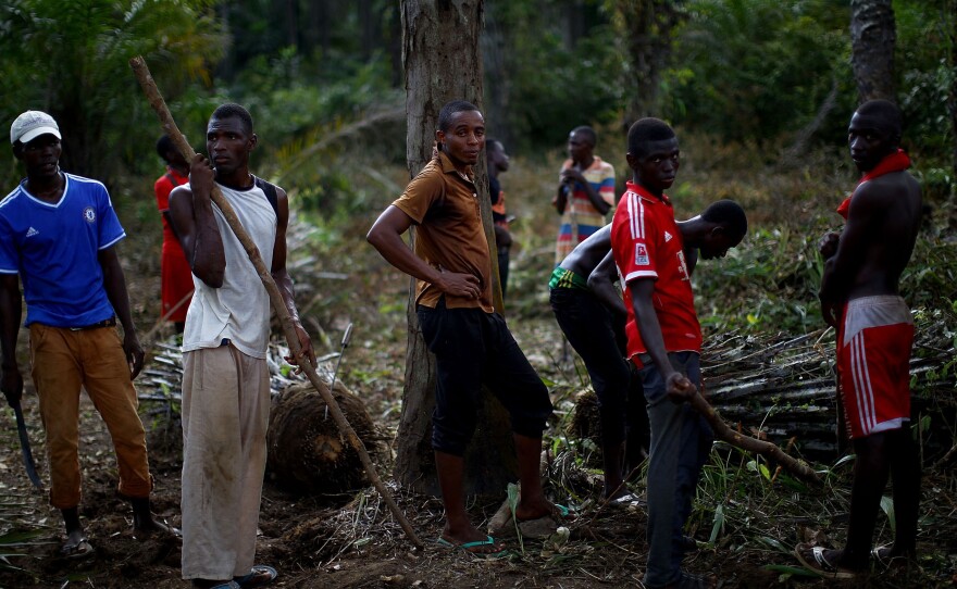 Workers clear the jungle around the school being turned into a community care center in northern Sierra Leone.