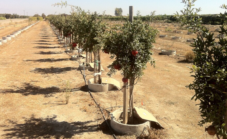 The tile ring prevents the roots of these trees from spreading out, forcing them to grow further down.
