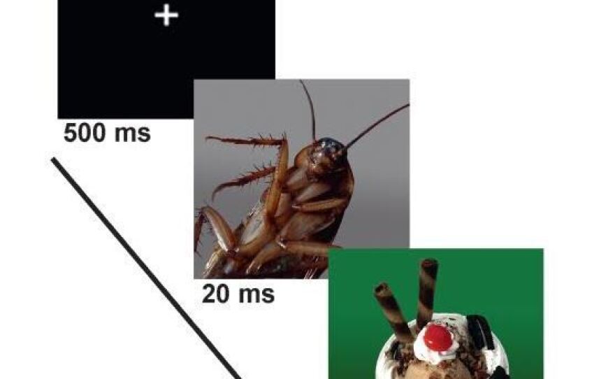 After judging a food picture's appeal, study participants focused on a blank screen for 500 milliseconds, then were flashed with a disgusting image for 20 milliseconds before being shown an image of food again. To them, it looked as though the blank screen went directly back to the photo of food.