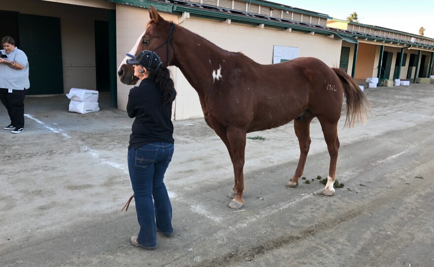 A horse at the Del Mar Fairgrounds, Dec. 7, 2017.