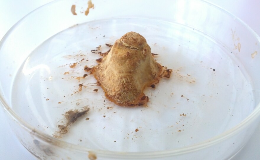 An early synthetic rhino horn prototype created by Matthew Markus and his team at Pembient.