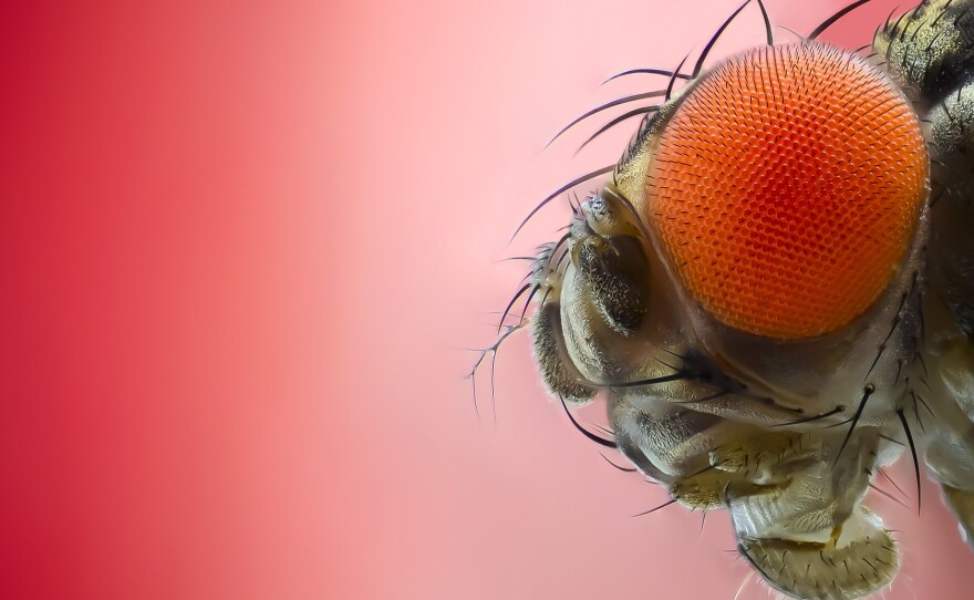 It may plague your summer peaches and plums, but the fruit fly is "one of the most important animals" in medical research, says conservationist Anne Sverdrup-Thygeson.