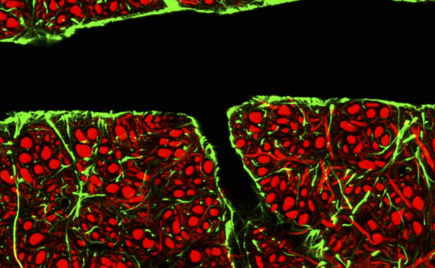 Tightly packed glial cells (green) and nerve cells (red) surround a blood vessel to form a barrier that keeps toxins from reaching delicate brain cells.