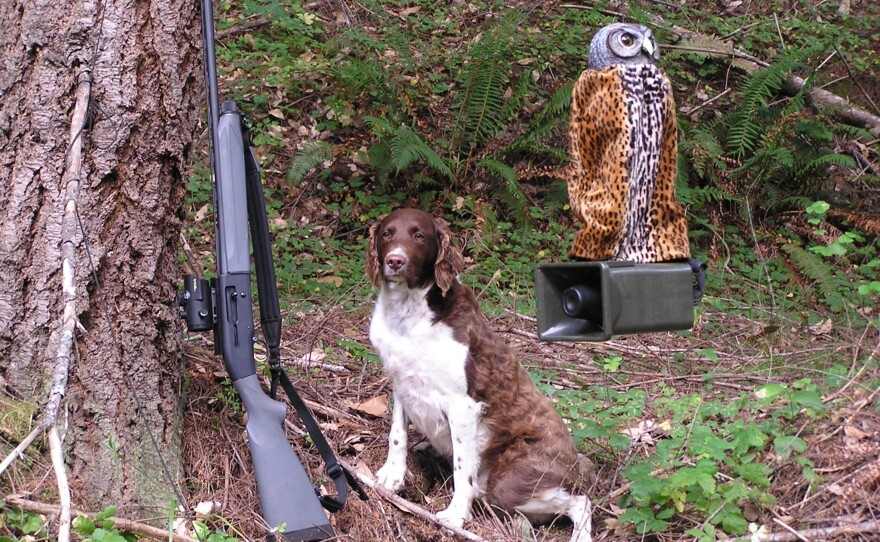 Guns, dogs and owl-calling decoys are used in efforts to remove barred owls. The dogs are valuable in recovering fallen owls, especially at night.