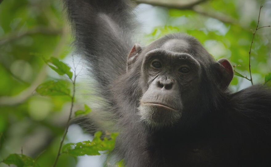 A Primate. THE FUTURE OF NATURE "Forests"