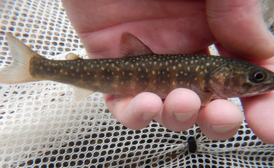 Scientists have to work fast to get this young bull trout to the upper lake. They'll tag it before release, to track its further adventures.