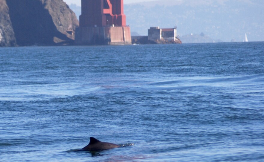 A harbor porpoise comes up for air near the Golden Gate Bridge. The porpoises are returning to the bay in growing numbers after a 60-year absence.