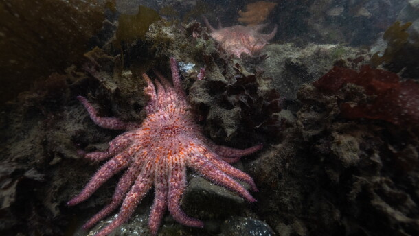 Three-year-old sunflower stars explore the kelp forest for the first time. They come in a rainbow of colors but are all the same species. The stars in this cohort are called the "snack pack," so they all have snack names, from Cheeto and Noodles to Sweet Potato.