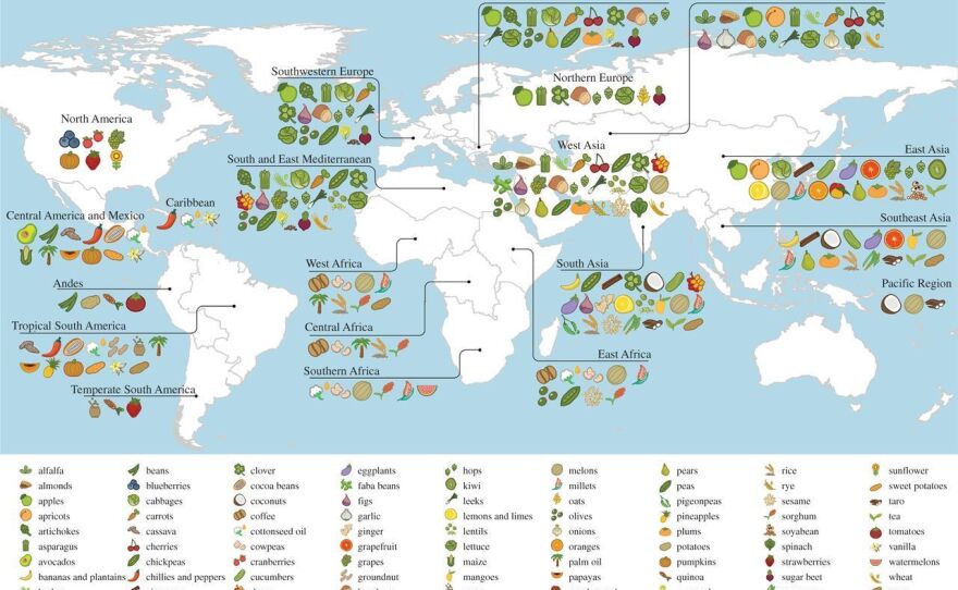 The great Russian plant explorer Nikolai Vavilov reasoned that crops originated in the region of the world where they, and their wild relatives, show up in greatest diversity. This map plots the center of origin and primary region of diversity for 151 different crops. (Some crops, like wheat, have more than one primary region of diversity.)