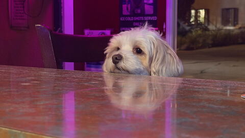A dog sits at the bar at Cheers in University Heights. According to Voice of San Diego reporter and dive bar enthusiast Jakob McWhinney, a dive bar is a place "where you can be known" and where people build community.
