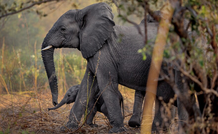 Baby elephants are a welcome sight in Zakouma National Park in Chad. Thanks to stepped-up enforcement, the park hasn't lost an elephant to poachers since 2012. Without the stress of poaching, the elephants started breeding again and more than 40 calves have been born.