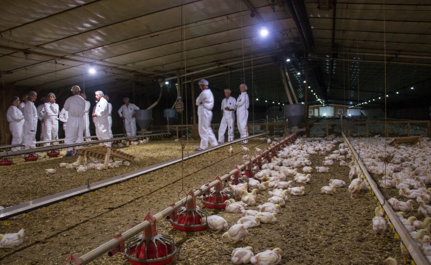 Animal welfare advocates visit a Perdue Farms chicken house.