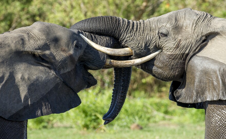 Elephants are highly social animals with complex family structures. Greetings between individuals take many forms and can last for several minutes or longer.