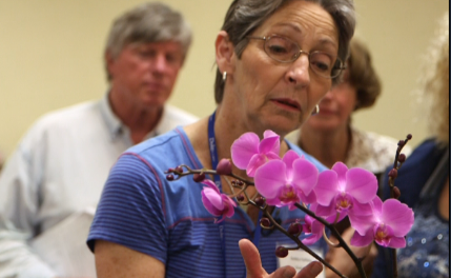 Debby Halliday examines an orchid that became one of the prize winners, March 11, 2016.