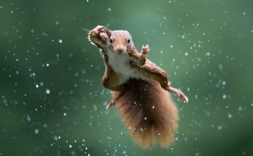 Alex Pansier's photo of a red squirrel jumping in a rainstorm.