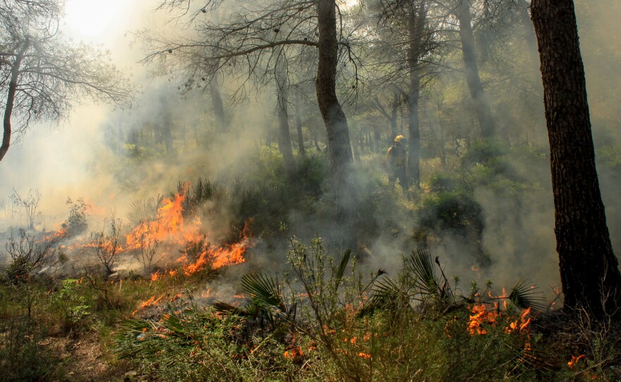 A firefighter participates in a controlled burn in a forest outside El Perelló in Catalonia, Spain, on Sept. 27. NPR followed a special unit into the woods in Spain to see how they burn for prevention.
