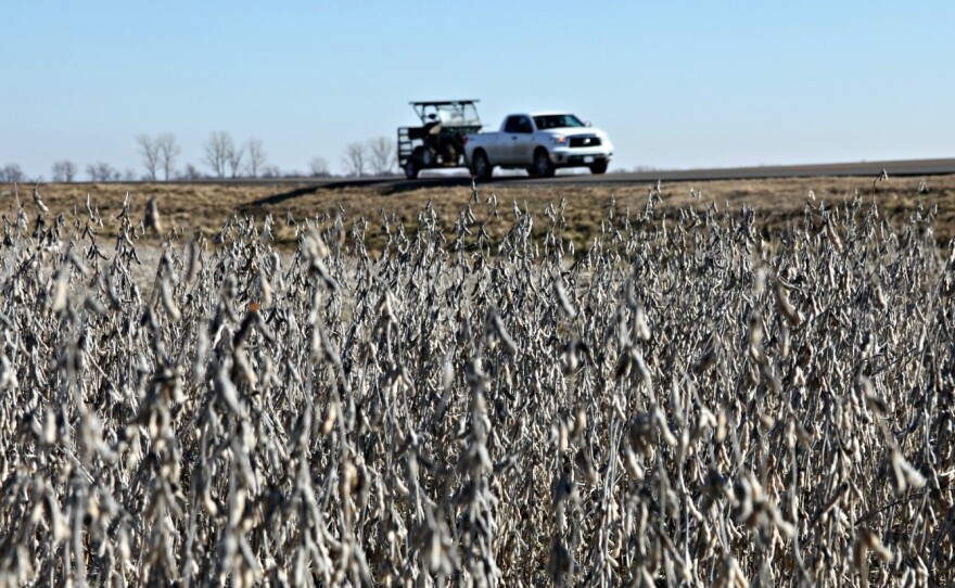 A truck drives on top of a levee that protects a soybean field in New Madrid County, Mo., when the Mississippi River floods.
