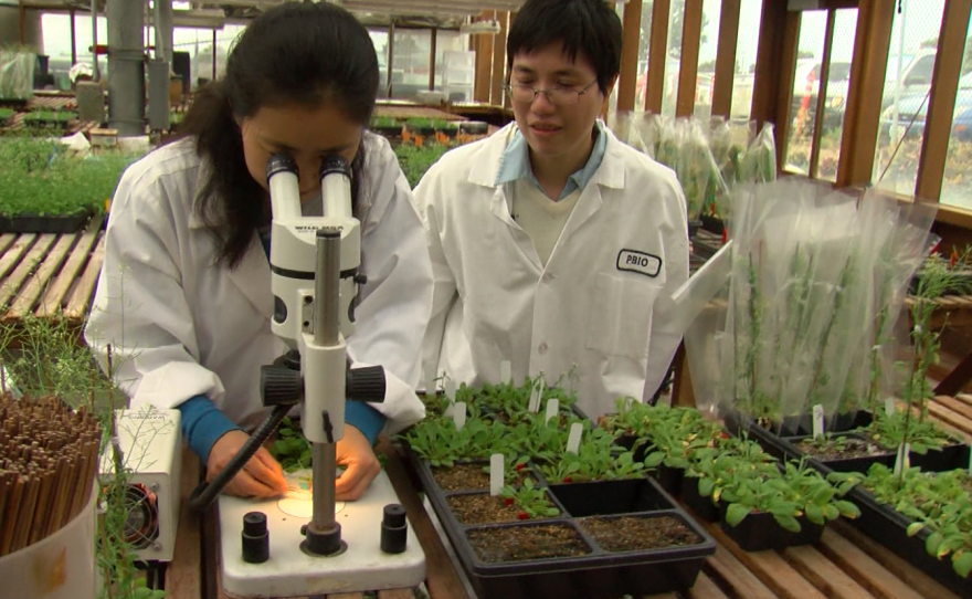 Liang Song and Carol Huang study the Arabidopsis Plant at the Salk Institute Greenhouse on November 30, 2016.