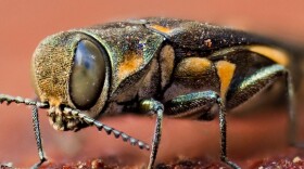 Gold Spotted Oak Borer