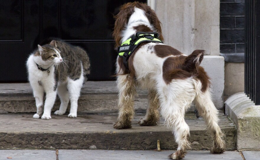 British Prime Minister David Cameron's cat, Larry, comes face to face with a police dog called Bailey as it does a security check outside 10 Downing Street.