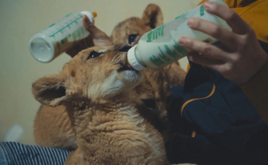 Andrew Kushner, an American veterinarian, bottle-feeds three lion cubs before they are evacuated out of Ukraine to safety in another country.