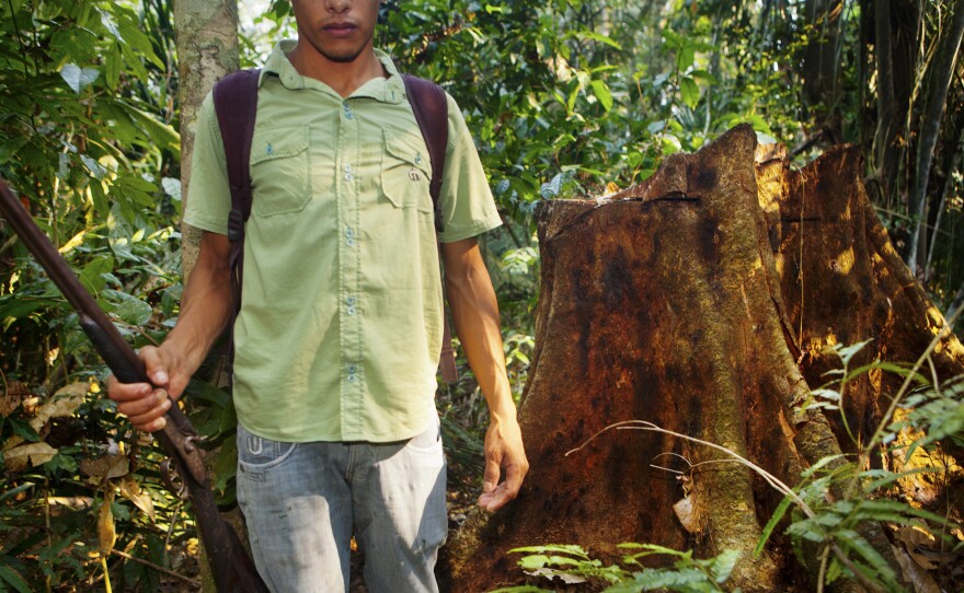 Rubber tapper Helenílson Felix stands near the stump of a tree that was felled by illegal logging. The tappers explained that this is how deforestation begins: the forest is thinned of its biodiversity, picked apart tree by tree.