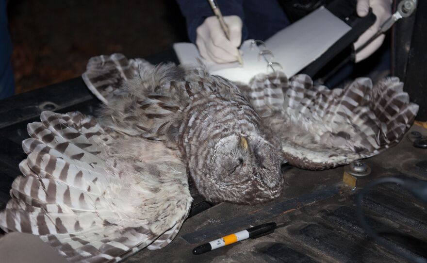 This barred owl was removed in October from California's Hoopa Valley reservation. The barred owl is a species that threatens spotted owl recovery.