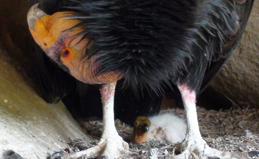 An endangered California condor keeps protective watch over its chick in a nesting cave at Hopper Mountain National Wildlife Refuge, Feb, 25, 2014

