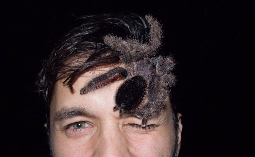 Phil Torres lets a tarantula from the Yasuni National Park in Ecuador rest on top of his head in May 2016.