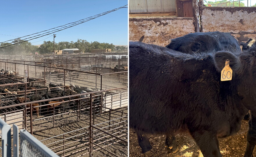 Allen Farnsworth leans in for a closer look at some cattle at the auction in Vale, Oregon. This year's calves are penned and weighed after being sold at auction