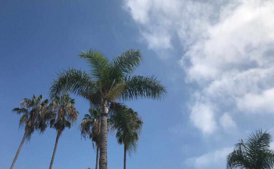 Palm trees with partly cloudy skies in the background in San Diego County. Sept. 26, 2020.