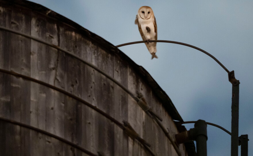 An American Barn Owl sits perched on a water tower on the Upper West Side neighborhood, Wednesday, Oct. 14, 2026, in New York.
