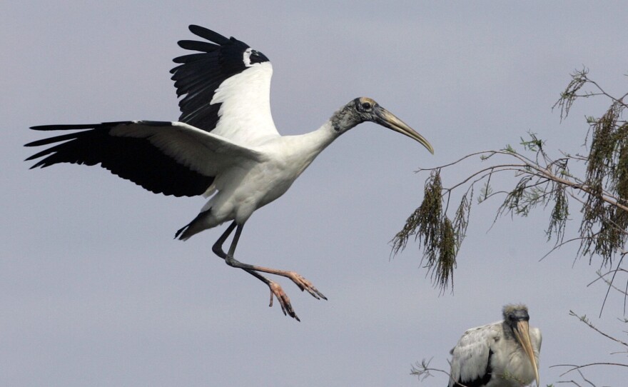 A wood stork prepares to land in a tree at Big Cypress National Preserve in Florida in 2005. The bird's wingspan can reach more than six feet.