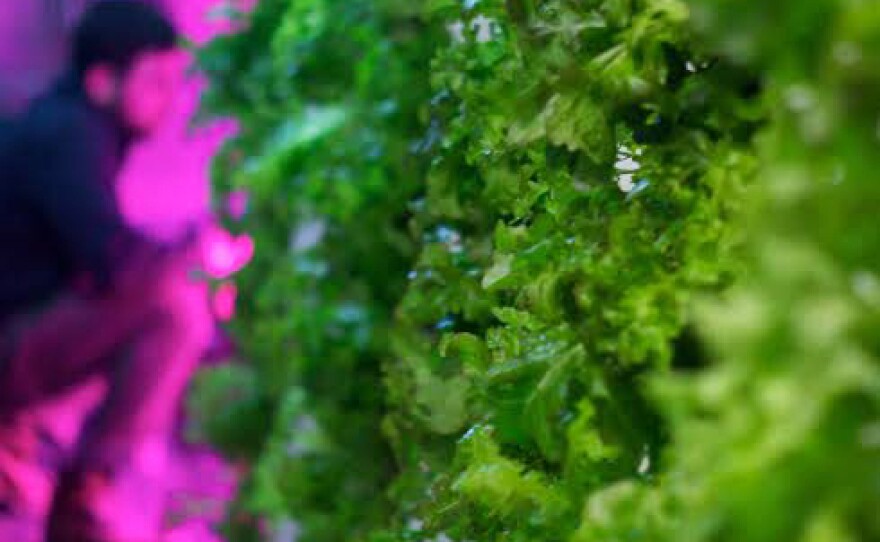 Lettuces, brassicas and herbs grow in a Freight Farms container.