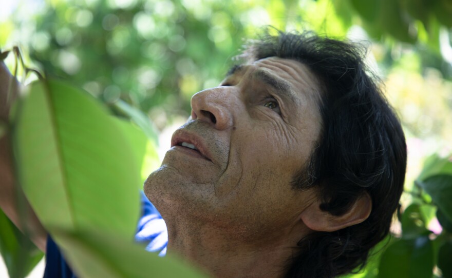 Farm manager Alfredo Gomez hand pollinates a cherimoya tree at California Exotic Specialty Fruits in Fallbrook, June 17, 2020.