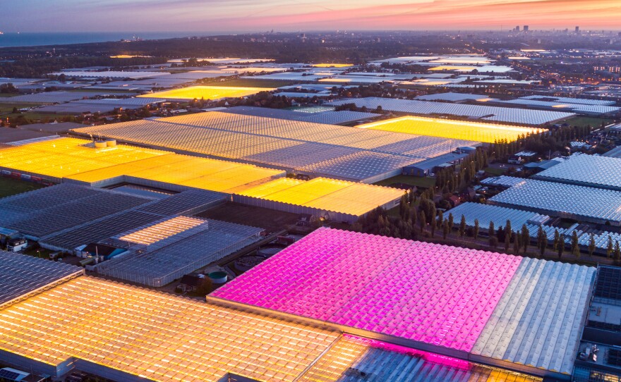 The amber and fuchsia lights of the Koppert Cress greenhouses in the Netherlands were designed to maximize plant growth efficiency and minimize light pollution.