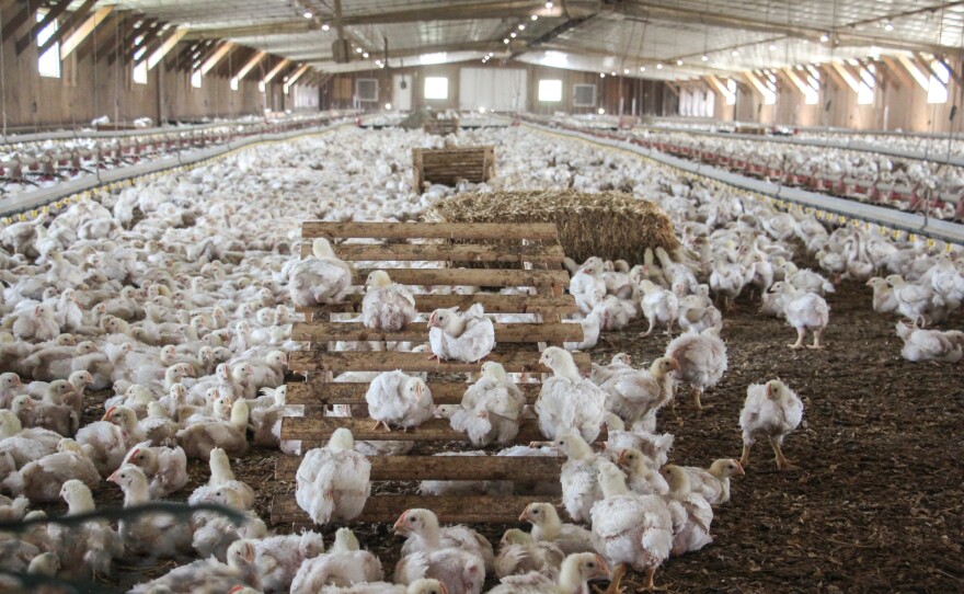 This chicken house is filled with natural light, thanks to windows.