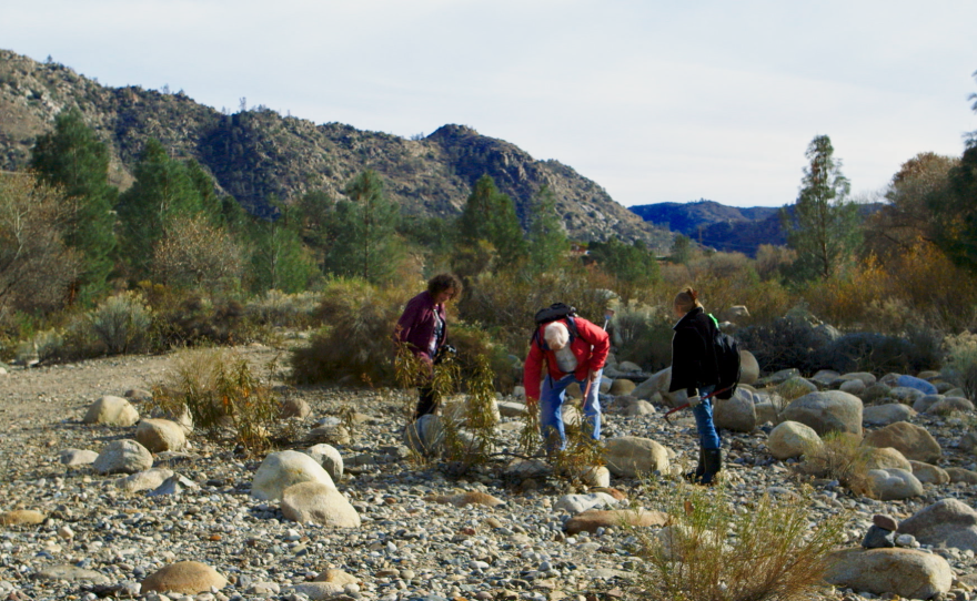 "Hunting The Stone: Suiseki in the West"