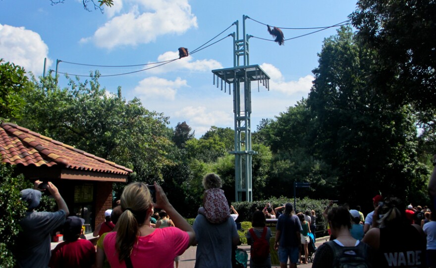 Orangutans travel via the O Line to the delight of human visitors at the Smithsonian's National Zoo in Washington, D.C.