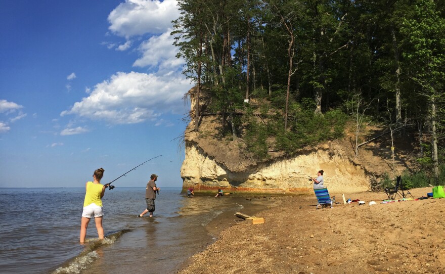 Westmoreland State Park in Virginia has a fossil beach where visitors can wade and sift for fossils that have fallen out of the cliffs.