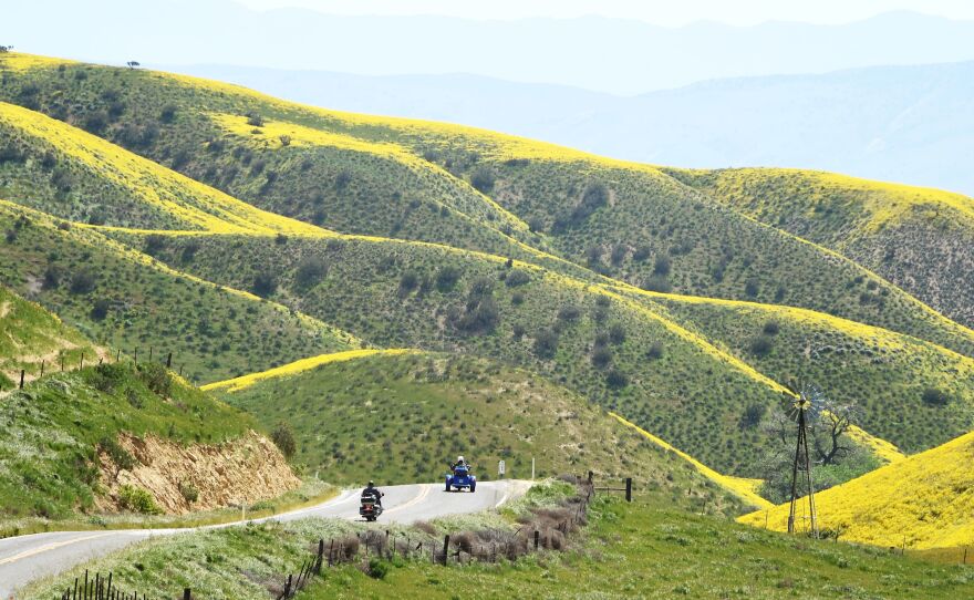 Motorcyclists enter the Carrizo Plain National Monument near Taft, Calif., during a wildflower "super bloom" on Wednesday. After years of drought, an explosion of wildflowers in Southern and Central California is drawing record crowds.