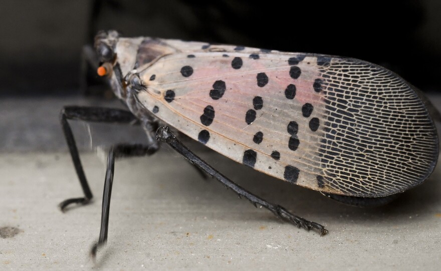 Adult Spotted Lanternflies outside the Berks County Services Building in Reading, PA Monday afternoon. The Spoted Lanternfly is an invasive species from Asia.