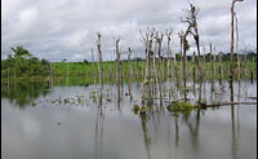 Cattle ranching, logging and soy farming have taken a toll on the primary Amazon forests.  These fields lay in the Santarem area of Brazil, where government satellite imagery shows that by 2005, 40 percent of the forest was destroyed, up from 30 percent eight years earlier.
