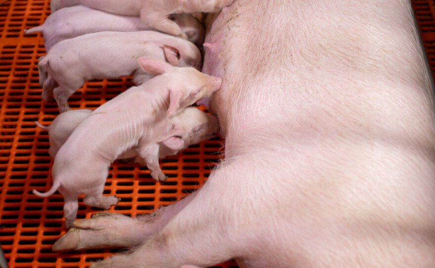 Piglets nurse in a pen at a Revivicor research farm.