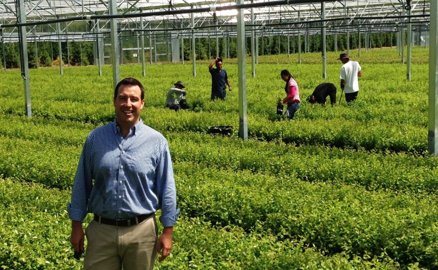 Cort Brazelton, of Fall Creek Nursery near Eugene, Ore., shows off his new greenhouse carpeted with small blueberry plants nearly ready for export to Mexico and Peru.